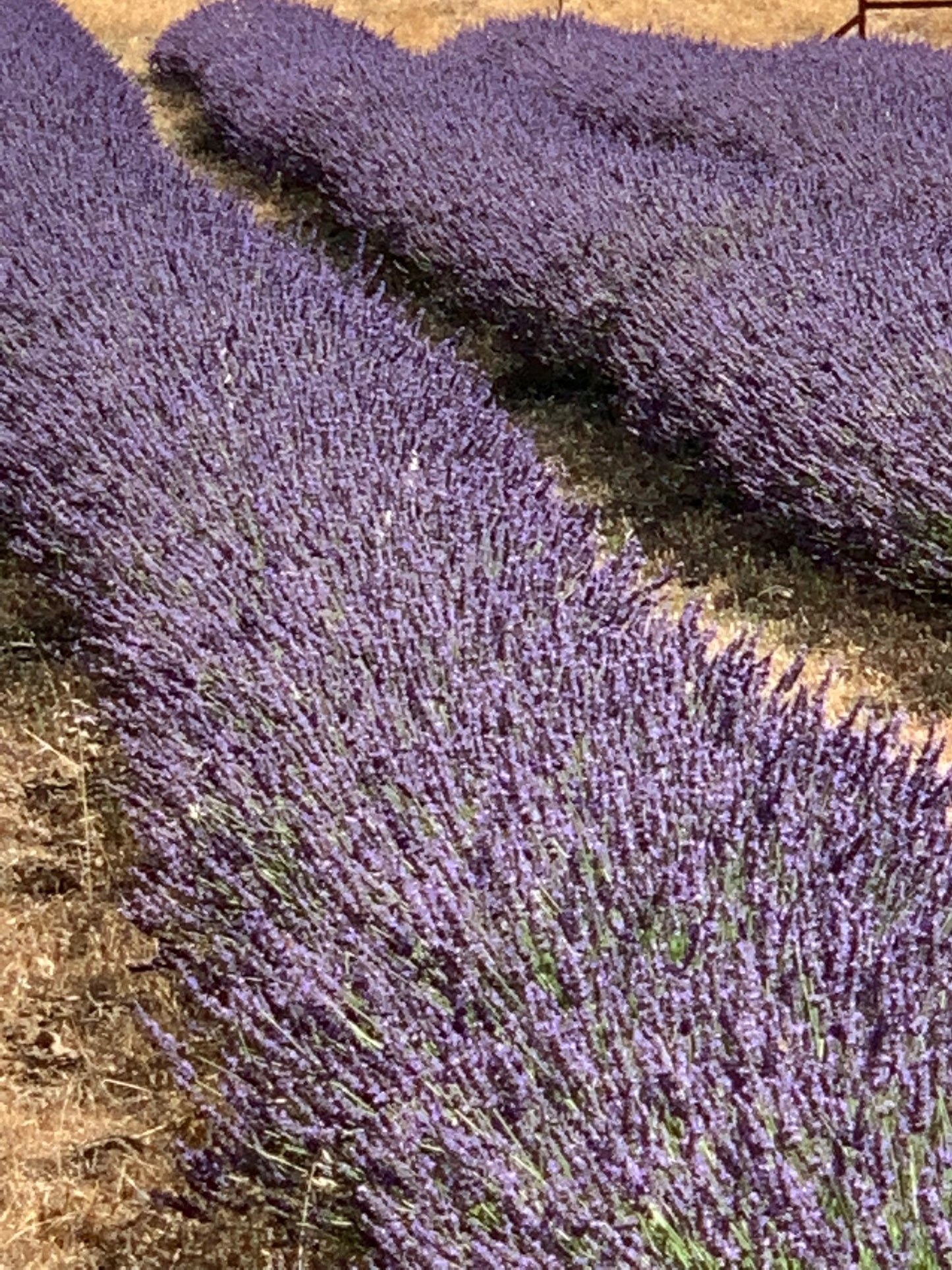 Lavender Buds Sachet Linen 6 in